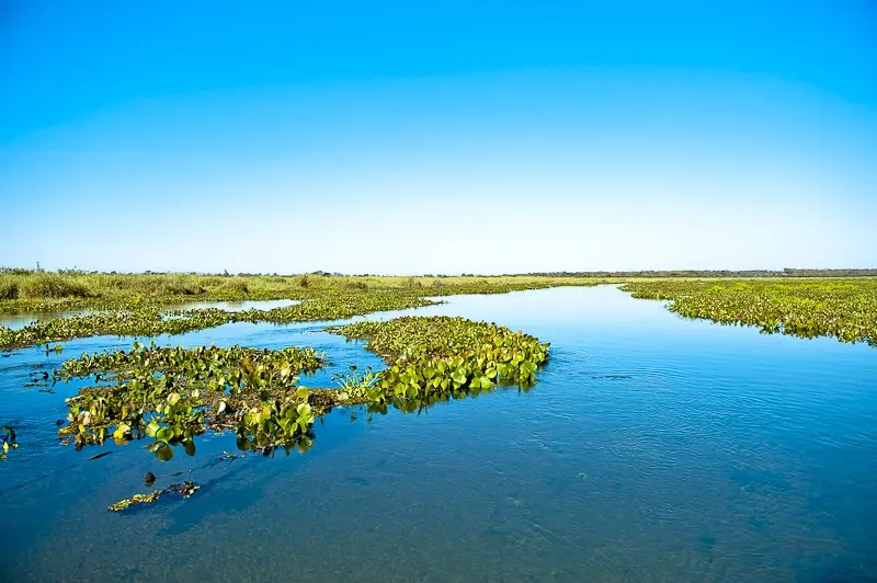 Pantano mineiro